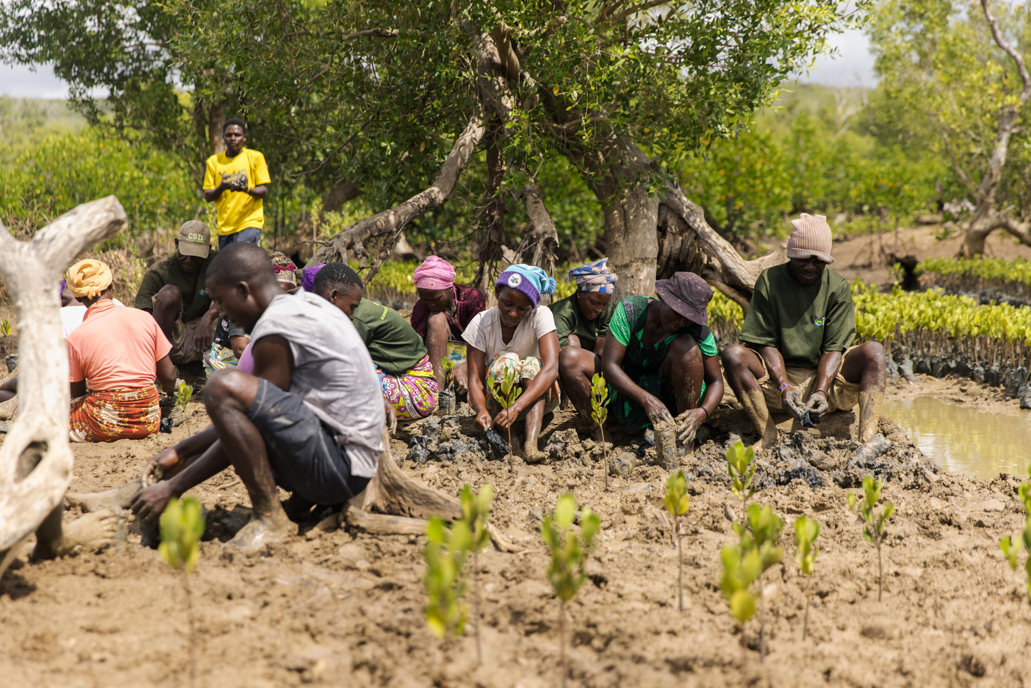 Community Members Planting Seedlings