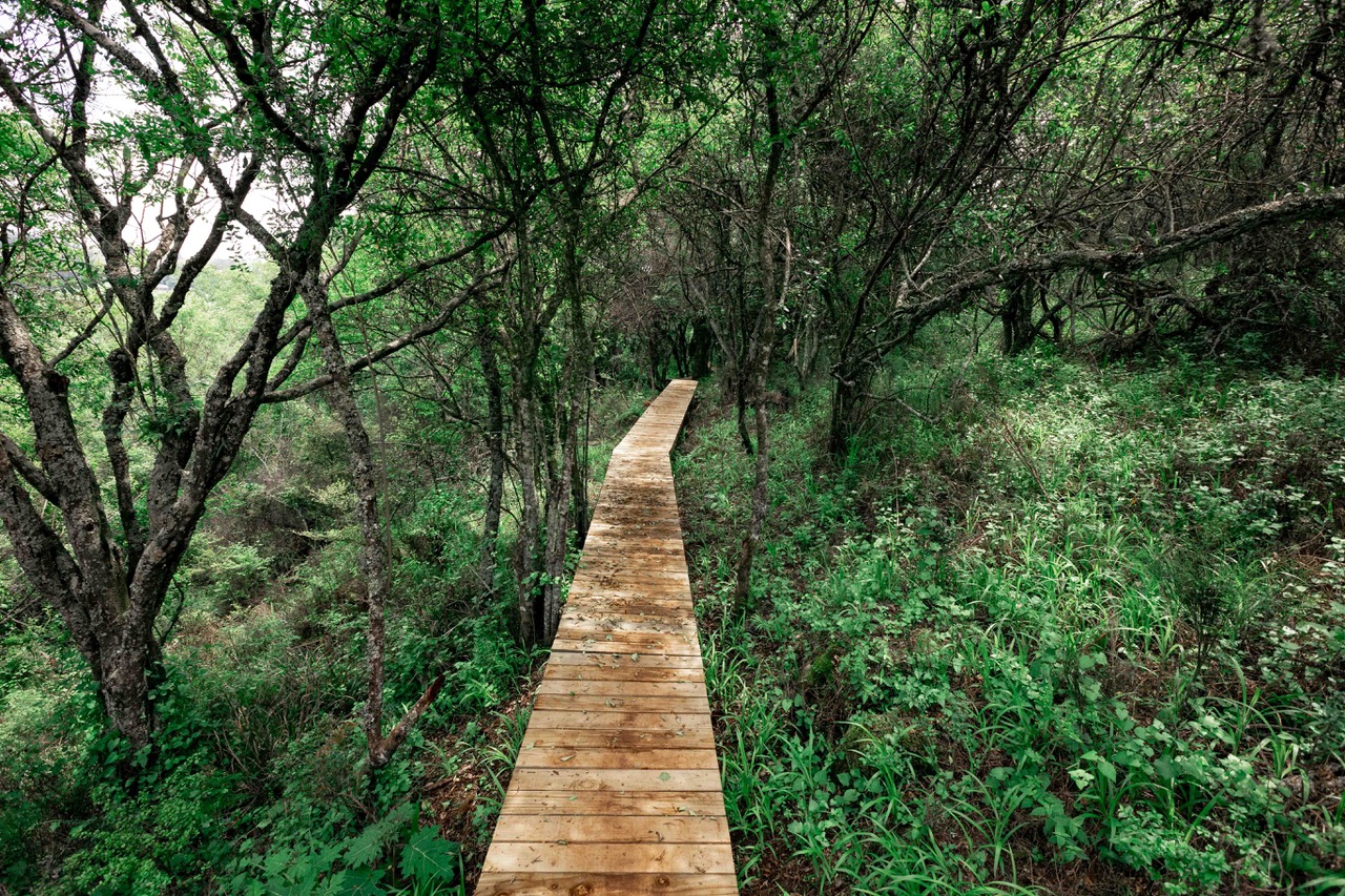 Forest walk